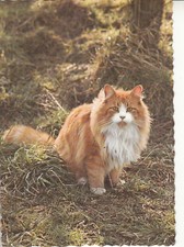Ansichtskarten katzen liebhabe gebraucht kaufen  Berlin