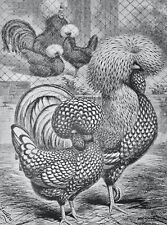 C1904 antique poultry for sale  UK