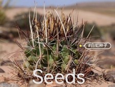 Sclerocactus semi frusta usato  Spedire a Italy