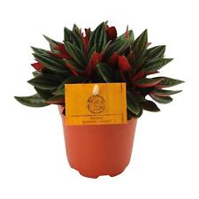 Peperomia caperata rouge d'occasion  Expédié en France