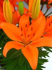 Lily asiatic orange for sale  NORTHWICH