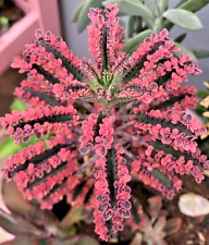 Kalanchoe pink butterfly for sale  Miami