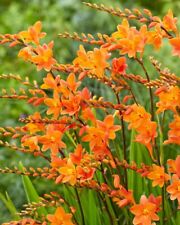 Orange crocosmia bulbs for sale  ARUNDEL
