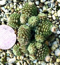 Succulent plant monanthes for sale  San Jose