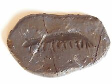 Replica cambrian fossil usato  Spedire a Italy