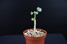 Dendrosicyos socotranus caudex gebraucht kaufen  Bruchköbel