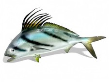 Roosterfish hand painted for sale  Huntington Beach