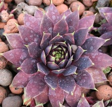 Sempervivum traffic lights for sale  HUNTINGDON