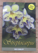 Streptocarpus rex dibley for sale Streptocarpus rex dibley for sale  MATLOCK