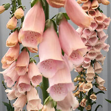 Apricot beauty foxglove for sale  Tarpon Springs