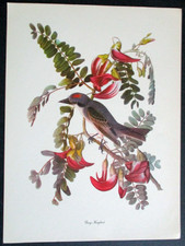 Gray kingbird vintage for sale  Port Hope