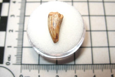 Triassic bull canyon for sale Triassic bull canyon for sale  WAKEFIELD