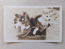 Husky pups. four for sale  RICKMANSWORTH