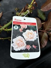 Valentine heart floribunda for sale  NOTTINGHAM