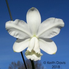 Flask cattleya loddigesii for sale  Santa Rosa