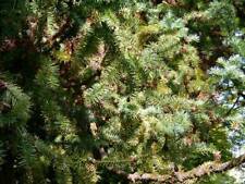 Graines araucaria chine d'occasion  Sabres