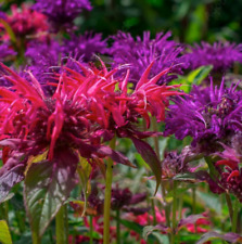 Live mixed color for sale  Baldwinsville