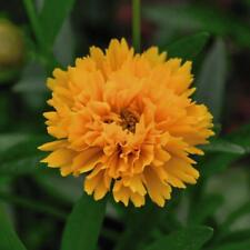 Coreopsis golden joy for sale  IPSWICH