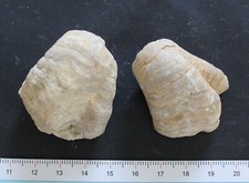 Gryphées fossiles pliensbachi d'occasion  Moyon