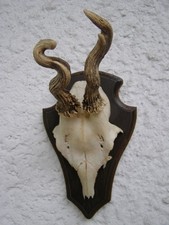 Geweih rehbock abnorm gebraucht kaufen  Lasel