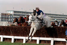 Desert orchid simon for sale  LEEDS