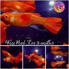 Guppy koi red for sale  Tracy