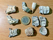 vertebrae fossil for sale  HASTINGS