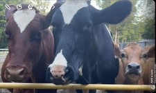 Low price manure for sale  Andover