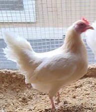 old english game bantams for sale old english game bantams for sale Westminster