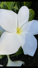 bridal bouquet for sale bridal bouquet for sale Honolulu