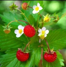 Wild organic alpine for sale  TRIMDON STATION