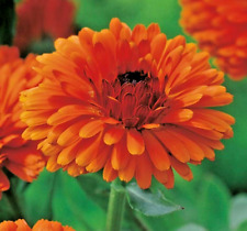 Calendula officinalis double for sale  READING