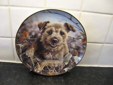 Border terrier dog for sale  WELLINGBOROUGH