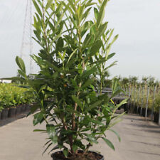 Cherry laurel prunus for sale  IPSWICH