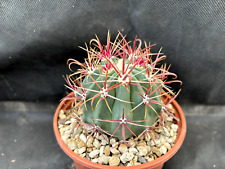 Ferocactus gracilis coloratus usato  Massafra