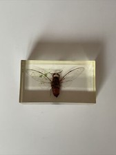 Véritable insecte résine d'occasion  Rouen-