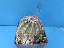 Echinocereus viridiflorus sb11 for sale  BIRMINGHAM