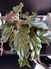 Begonia ginny galaxy for sale  BOOTLE