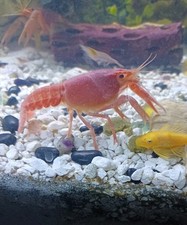 Live pink sakura for sale  Julian