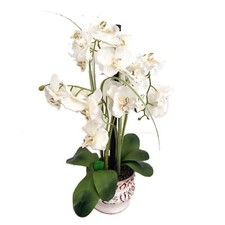 White silk phalaenopsis for sale  Palm City