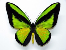 Rnithoptera goliath procus gebraucht kaufen  Zweibrücken