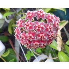 Hoya publicalix fiore usato  Torre Canavese