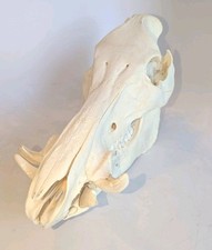 Wild boar skull for sale  Oklahoma City