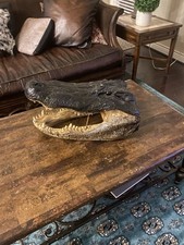 Alligator head 12 for sale  Conroe