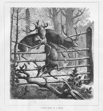 Animals flying deer for sale  GLASGOW