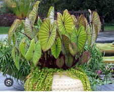 Blue hawaii colocasia for sale  Mobile