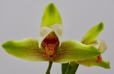 Lycaste species deppei usato  Spedire a Italy