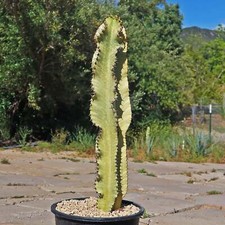 Variegated african candelabra for sale  Fallbrook