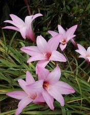 Rain lily habranthus for sale  Bradenton