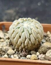 Pelecyphora aselliformis own usato  Baranzate